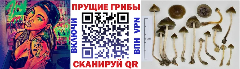 Купить где  Миньяр  Псилоцибиновые грибы мухоморы 